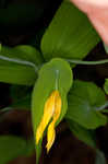 Perfoliate bellwort